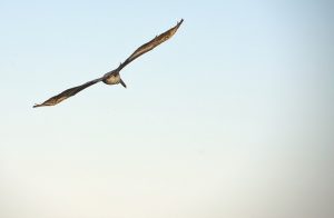 賀!吳同學考取多益TOEIC915分!   